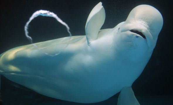 可爱的小白鲸水下吹泡泡自娱自乐（图）